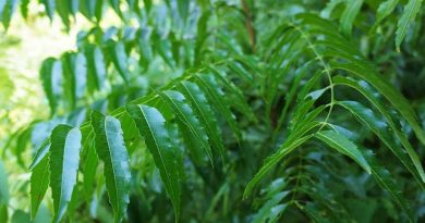 নিম পাতার উপকারিতা