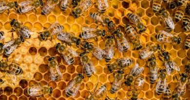 আসল মধু চেনার উপায়