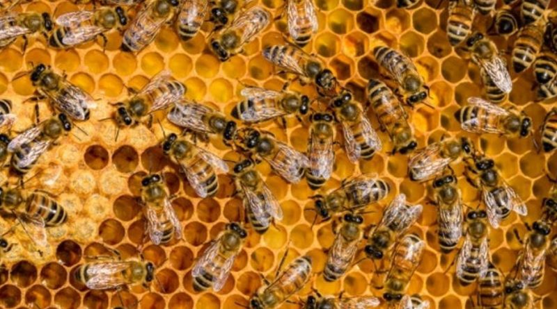 আসল মধু চেনার উপায়