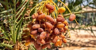 পুষ্টিকর খাবারের তালিকা