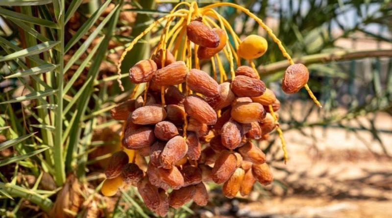 পুষ্টিকর খাবারের তালিকা