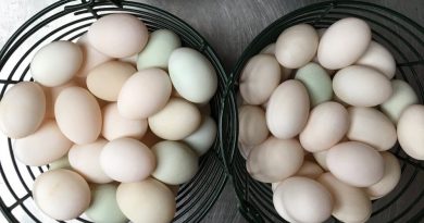 হাঁসের ডিমের উপকারিতা