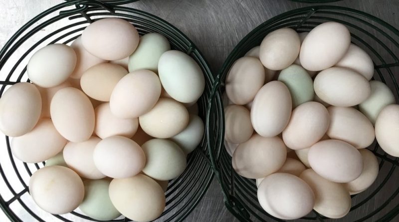 হাঁসের ডিমের উপকারিতা