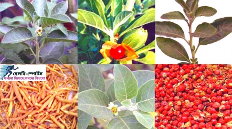 অশ্বগন্ধার উপকারিতা