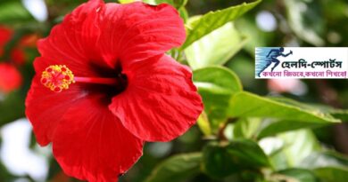 জবা ফুলের উপকারিতা