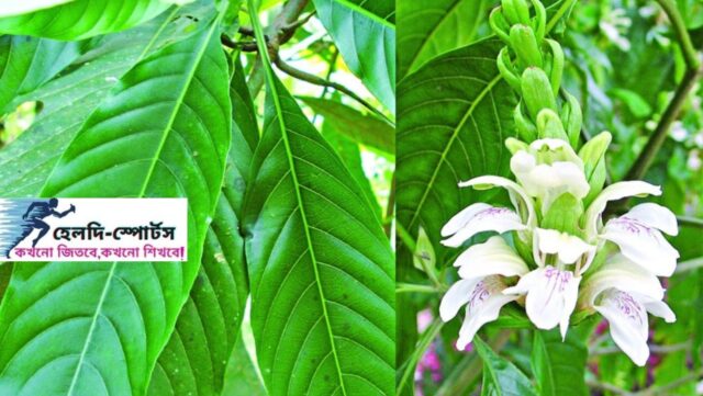 বাসক পাতার উপকারিতা