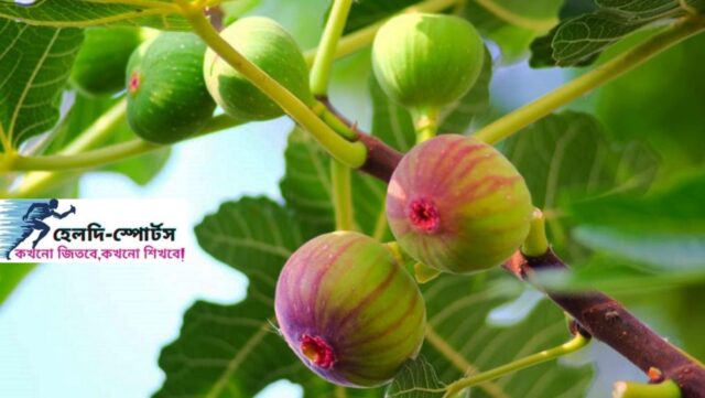 ডুমুরের উপকারিতা