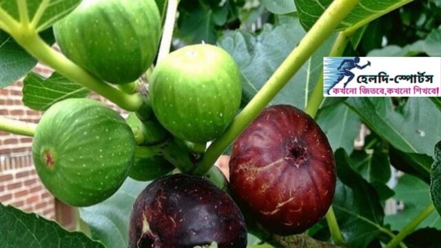ডুমুর ফল খাওয়ার নিয়ম