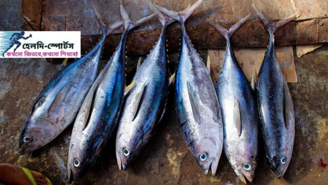 টুনা মাছ