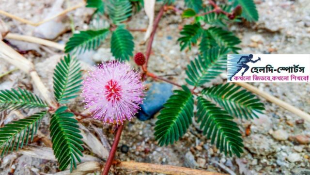 লজ্জাবতী গাছের উপকারিতা