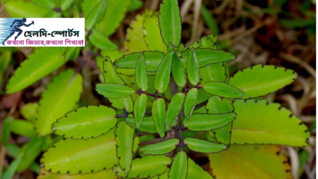 পাথরকুচি পাতার উপকারিতা