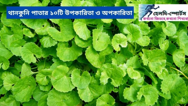 থানকুনি পাতার উপকারিতা ও অপকারিতা
