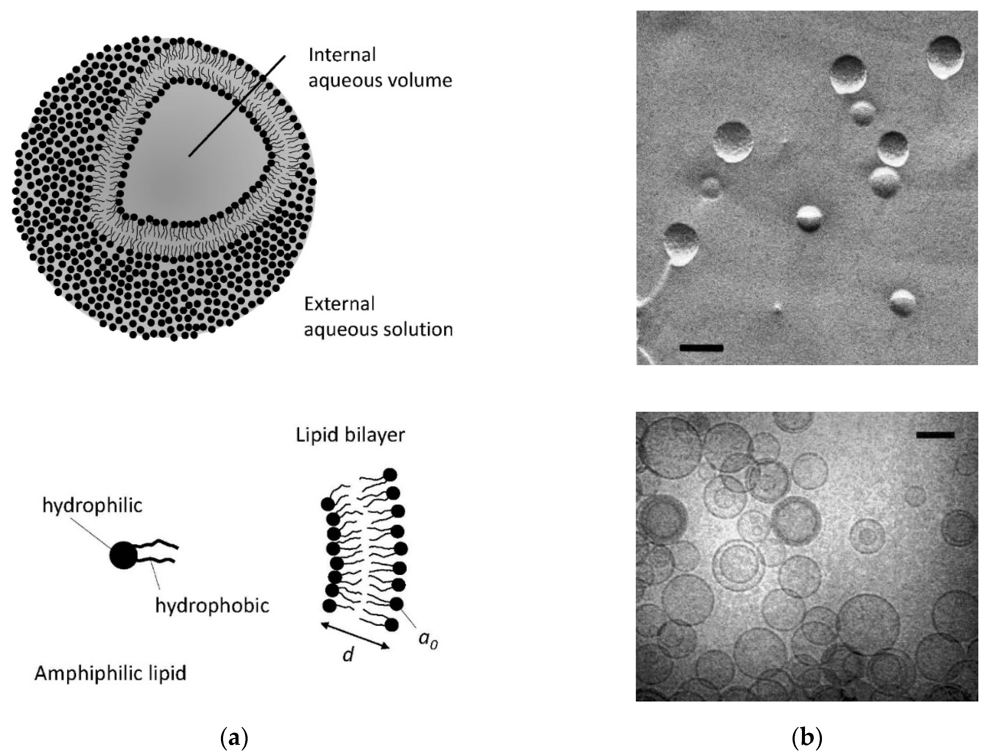 Building Block Lipids